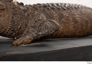 Crocodile  2 leg 0016.jpg